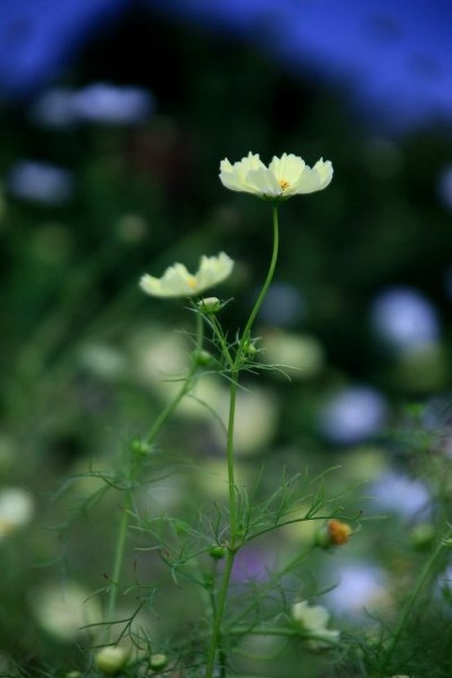 コスモスを見に行ったつもりが「サツキとメイの家」の観覧が先になり、コスモス・イエローキャンパスの花見は夕方になってしまいました。<br /><br />日没後のコスモス・イエローキャンパス。