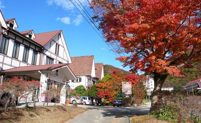 きのう雲仙へ登って来ました。<br />小春日和の雲仙温泉街はすっかり秋も深まっていました。<br />春夏秋冬、いつの雲仙も最高！<br />３０年も住んでいましたが遠くからみるのもまた違った雲仙があります。<br />住んでいるときは雲仙の匂いも感じなかったのですが車で雲仙に近づくゴルフ場付近になると雲仙地獄の匂いがしてゆっくりした気分になります。そんな雲仙に住んでいる人は幸せですね。温泉にも毎日入れて心も癒され、長生きするような気がします。帰りは有明ホテルの湯に入り、持っていった「マイタオル」の温泉の匂いが家に帰っても漂っています。