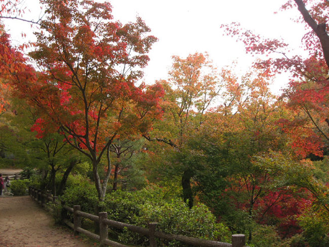 11月11日はまだ早いようです。2001年11月17日に父と行った時は、一面紅葉色、通天橋は満員電車のようでした。<br />今年はまだというニュースで、混んでいませんでした。所々真っ赤に紅葉した葉が綺麗でした。<br />東福寺方丈、龍吟庵、即宗院と廻りました。来週からはどっと人出がありそうですね。