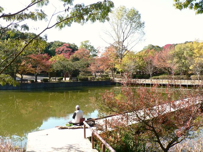 久しぶりに秋晴れのこの日。自宅から車で５分、歩いても３〜４０分程の奥須磨公園を散策して来ました。<br />奥須磨公園は閑静な住宅地の一角、多井畑厄除神社に隣接する広さ１７．３ｈａ、自然林、大小７つの池、草原など自然を残して整備された公園です。<br />この公園は約５０種のトンボやホタル、カワセミなどの野鳥など多様な生き物が生息し、４８０本の桜の木もあって桜の名所ともなっています。<br />この時期、桜やナンキンハゼ、タイワンフウ、ヤマモミジなどが紅葉しちょっとした紅葉の穴場。<br />モミジは少し早かったが、桜やナンキンハゼなどは赤く色づき、快晴の秋の一日をゆったり、のんびりと過ごすことができました。<br />入園料、駐車場共無料なのでお勧めの場所です。<br /><br />