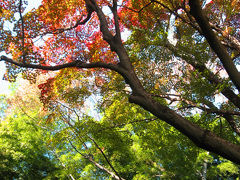 孟宗竹と紅葉の対比が素晴らしい直指庵へ   KYOTO - Jikisian