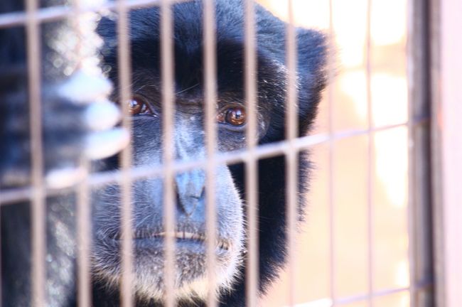 あたたかな一日「チンパンジータワー」が新しくなった<br />東山動物園に行ってきました。