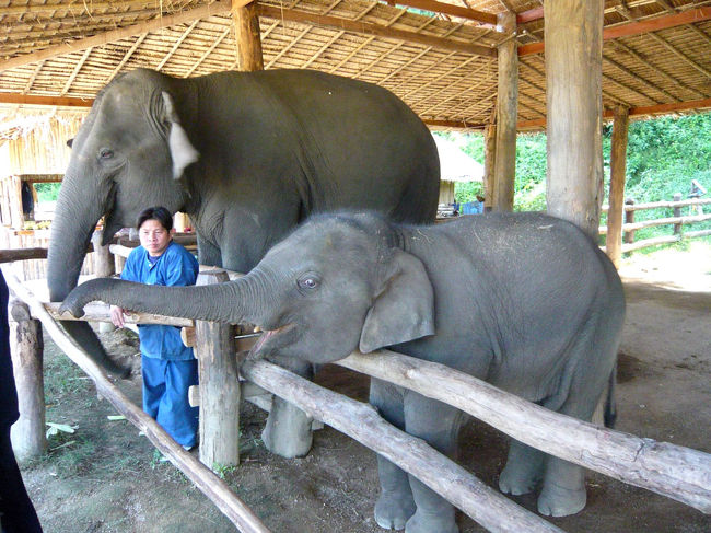 チェンマイへロイクラトン祭りを見物に行く途中、１年ぶりにランパーン県にある象保護センターに立ち寄りました。去年会った、Ａ．Ｉやプンプアン、その他の象さん、それに犬達も元気そうでした。今年は、生後２０日の赤ちゃん象や、義足をはめた象さんにも会ってきましたぁ。