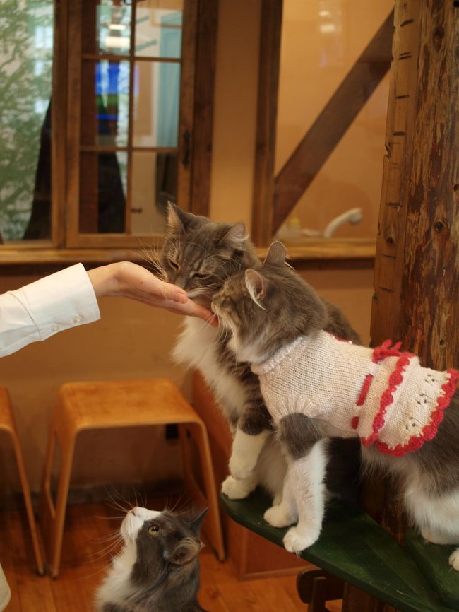 世田谷区にあります、ノルウェージャンフォレストキャット専門のcat cafe　R I E N　さんにお邪魔させていただきました。<br /><br />みんなふわふわ・モフモフの、いい仔ばかりで、<br />猫まっしぐらな私は、とても幸せでした。<br /><br /><br /><br />http://www.rien222.com/<br /><br />R I E N さん<br />Norwegian Forest Cat<br />  cafe &amp; cattery <br /><br />