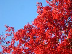 紅黄葉の様子　昭和記念公園