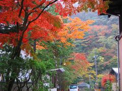 意外な出会い　紅葉の芦の湯温泉の紅葉