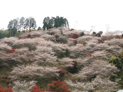 秋の山里に桜咲く