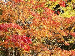 日本の旅　関西を歩く　高野山・奥の院、見頃の紅葉