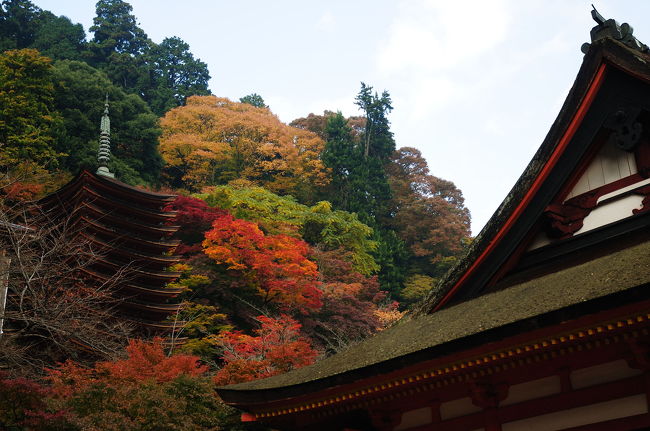 　今年最初の紅葉狩りは奈良桜井の等の多武峯（とうのみね）談山（たんざん）神社に行った。ずっと秋晴れが続いていたが訪問した土曜日と本日日曜はあいにくの天気。運の悪さを嘆きつつ桜井に向かった。<br />　談山神社は私は初めて知った。この神社の起源は古く西暦７０１年奈良時代の前、中臣鎌足まで遡る。さらに言うと中大兄皇子と中臣鎌足が大化の改新（蘇我入鹿暗殺計画から中央集権統治）の談義を行ったところと言う由来で「談山神社」と社号をしているとの事。<br />　アクセスは桜井駅南口から奈良交通のバスで談山神社へ。料金４９０円、市街地からバスで比較的簡単に行くことが出来るが１３００年前では秘境だったろうなあと思った。<br /><br />　一寸早かったようだけどそれなりに色づいた紅葉を楽しむことが出来た。