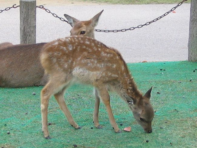 11月の3連休で奈良を訪問。<br /><br />初日は京都から近鉄に乗り、途中西大寺で下車。自転車を借り、平城宮跡へ。<br /><br />2日目は奈良国立博物館で行われている正倉院展へ。<br /><br />3日は飛鳥へ行き、高松塚古墳の壁画修復作業室で本物の壁画と対面した。