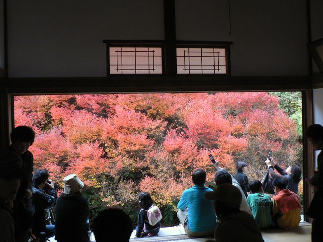 豊岡市但東町相田の安国禅寺のドウダンツツジが、ちょうど真赤に色づいたとのことで行って来ました。<br />舞鶴若狭自動車道「福知山ＩＣ」からＲ９、Ｒ４２６を経由して但東町相田に到着。すると道路沿いに長い車の列。なんと皆安国禅寺に向かう車で道沿いに駐車中。私達も隙間を見つけて駐車し安国禅寺へ。<br />安国禅寺は１３４５年光厳上皇の院宣を受けて守護太田氏が菩提寺とした由緒ある寺で、裏庭には樹齢百数十年のドウダンツツジがあり、特に本堂の座敷から見た真っ赤な紅葉が有名です。<br />ＴＶ、新聞でも紹介されたため大変な人出で、座敷からは中々思うような写真が撮れなかったのは残念だったが、裏庭に出て間近でみたドウダンツツジは、本当に見事な紅葉で感動！時を忘れて燃えるような赤の世界に浸っていました。<br />今日は仕事の都合で昼前から出かけたため、夕刻が迫り名残りを惜しみつつ帰宅の途へ。途中数か所にケヤキの大木などがあり、綺麗な紅葉につい誘われて寄り道をしながら帰路につきました。<br />