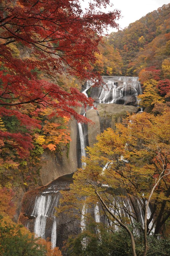 ■4度目の袋田の滝となりました。特に袋田の滝が好きという訳ではないけれど、縁あって4回訪れることになりました。「四度の滝」とはよく言ったもので、今までに紅葉に彩られた秋の景色と氷瀑した冬の景色を見てしまうと、春と夏の景色も見たくなってしまいました。機会があれば、春と夏にも訪れたいと思います。<br /><br />■行程(歩行距離:約10km、歩数:19217歩、所要時間:約5時間30分):<br />袋田駅---45分---?箕輪 ゆず畑---40分---?南田気橋---45分---?袋田の滝---10分---?豊年万作---15分---?思い出浪漫館---25分---袋田駅<br />■Googleマップでハイキングコースを辿っています。<br />http://maps.google.co.jp/maps/ms?hl=ja&amp;amp;gl=jp&amp;amp;ptab=2&amp;amp;ie=UTF8&amp;amp;oe=UTF8&amp;amp;msa=0&amp;amp;msid=111401057908086377946.0004692cac673f488b14e<br /><br />●JR東日本 駅からハイキング「大子の街並み散策と袋田冬の滝ウォーク」<br />http://4travel.jp/traveler/airpentaro/album/10232007/<br />※2008年1月に氷瀑した袋田の滝を見物してきました。