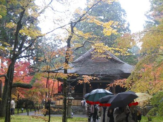 京都の紅葉を愛でたくて。<br />朝一番で大原に向かいました。<br />地下鉄とバスが一番確実な方法なのかも。<br />雨が降っていたけど、バスの中からもステキな景色を眺めることが出来ました。<br />年々紅葉の時期が遅れているそうです。