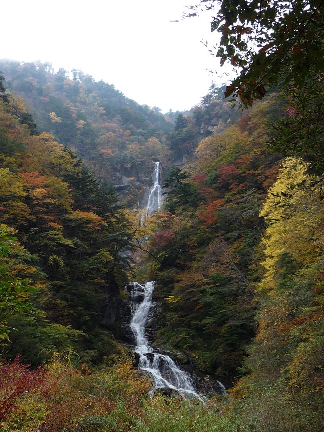 山梨県の滝めぐりの主目的である『精進ケ滝（しょうじがたき）』にやって来ました。<br /><br />『精進ケ滝』は山梨県北杜市武川町（旧南巨摩郡武川村）、石空川（いしうとろがわ）にかかる、山梨県を代表する名瀑で「日本の滝百選」にも選ばれています。<br /><br />この日は曇りの天気でしたが、紅葉真っ盛りで素晴らしい滝風景を堪能することができました。<br /><br />日本の滝百選はこれで42ヶ所めとなりました。<br /><br /><br />visited with Mr. kuropiso and thank to him.