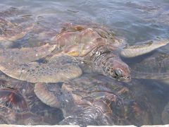 タートルファーム　緑海亀　世界唯一の飼育所
