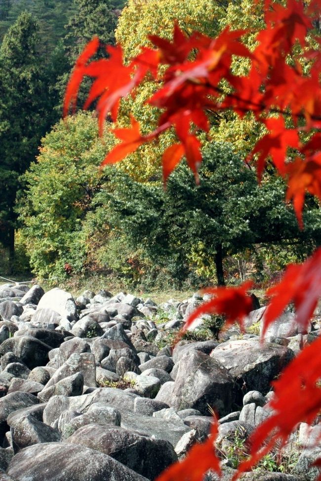 ■国の天然記念物＜久井の岩海＞広島県三原市久井町<br /><br />「久井の岩海」<br />　国指定の天然記念物‘久井の岩海’は、備後最高峰宇根山のふもとにあり、傾斜のゆるい三条の谷間に沿って、直径１〜７ｍの巨岩、怪岩が重なり合って長く帯状に続く不思議な巨岩群の海です。<br /><br />【手記】<br />　年齢による仕事疲れでしょうね、本日は身体が猛烈に疲れておりました。<br />　が、来週の23(日)24(月)は休みが取れそうにないこともあり、紅葉観賞がラストチャンスになるかなって…と言うことで、尻に鞭打ち、佛通寺まで紅葉を愛でにちょっくら行って参りました。<br />　佛通寺散策のあと、三原市久井町「久井の岩海」→福山市神辺町「神辺本陣」「廉塾菅茶山旧宅」→福山市北吉津町「福山自動車時計博物館」へと車を走らせました。<br />　やはり、身体の休息日が必要なところを無理をしましたので、帰宅後即寝床へ…バタンキュー状態になりました。（＾＾；）<br /><br />【今回の訪問地】。。。。ヘ(；^^)ノ スタコラ・サッサ　<br />　→三原市高坂町「佛通寺」<br />　→三原市高坂町「昇雲の滝」<br />　→三原市久井町「久井の岩海」<br />　→福山市神辺町「神辺本陣」<br />　→福山市神辺町「廉塾菅茶山旧宅」<br />　→福山市北吉津町「福山自動車時計博物館」<br />　　全走行距離２９０ｋｍ。<br /><br />