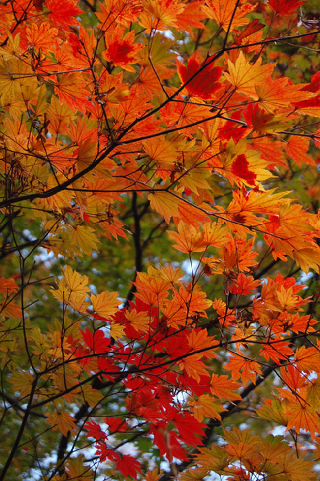 平日ならすいてるだろうと思って行った箱根紅葉狩り。<br /><br />答えは「そら甘い考えでっせ、あんさん。紅葉シーズンピークの週でっせ」<br /><br />まぁ、もちろん平日なのでリタイアされてる雰囲気の方々が<br />大多数でしたが、結構な混み具合でした。<br /><br />あれが休日だったら・・・と思うとちょっと怖いです。ｗ<br /><br />ガイドの方に聞いたところ、<br />私たちが訪れた２日前から急に赤色が色づき始めたとのこと。<br />「今日は本当に綺麗♪」と毎日いる方が言ってくれたので<br />嬉しさ倍増しました。<br /><br />確かに綺麗♪<br /><br />『見頃』→まっ赤っ赤という人もいるけれど、私は緑・黄・赤で色とりどりなのが見頃だと思う・・・。<br /><br />ということで見頃な箱根で大満喫でした。<br /><br />ただ、写真がたくさんあるので、<br />サラ〜ッと眺めていただける程度で♪<br />えっと、これは紅葉ぶりをお見せする旅行記でございます♪<br />