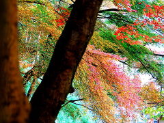 両界山横蔵寺の紅葉　2008　横蔵寺もみじまつり