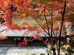 2008京都最新紅葉情報1　妙心寺・仁和寺から嵯峨野・嵐山