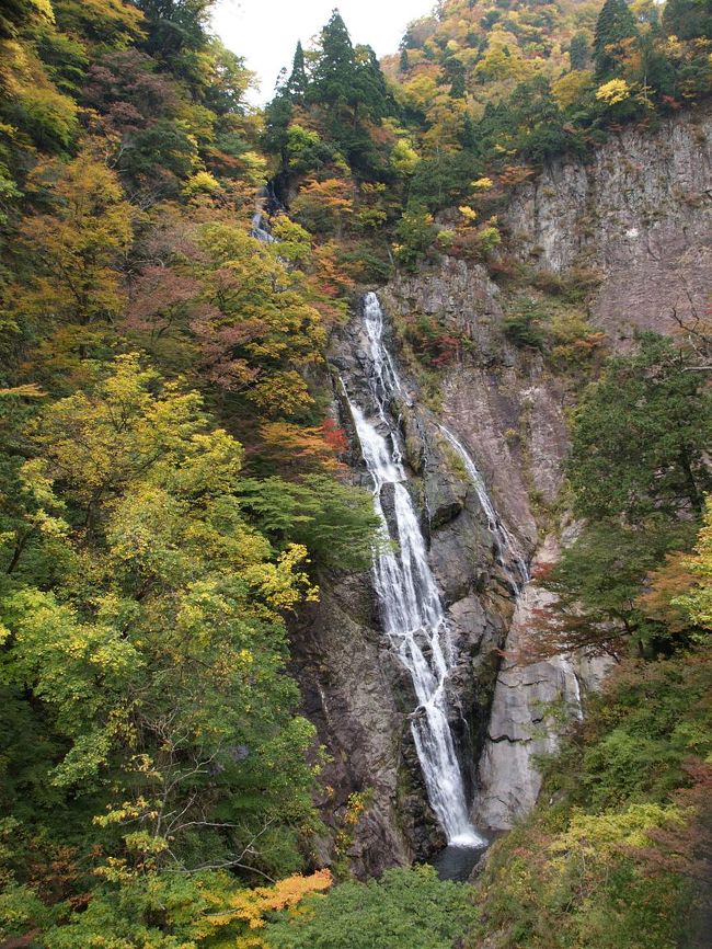 鳥取県には千丈滝という名の滝が２つあります。いずれも日本の滝百選ではないですが、それに匹敵するほどの見事な滝です。そのうちのひとつ、大山の近くにある千丈滝へは雪融けを狙って今年の春に行きました。もうひとつの千丈滝は紅葉が有名な三滝渓にあります。その三滝渓にはいくつもの滝がありますがその盟主ともいうべき存在が落差８０ｍを誇る千丈滝です。紅葉には１〜２週早かったですがさすがに見事な滝でした。