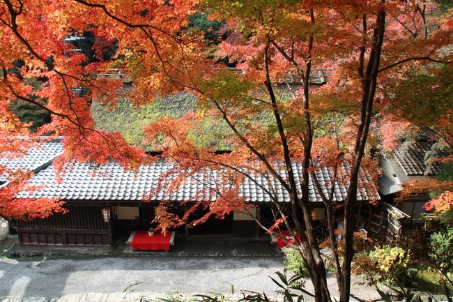 2008年の紅葉の季節がやってまいりました。明日11月19日は京都南部の最低気温は1℃との予報が出ています。紅葉は、最低気温が５℃以下になりますと一気に進みます。１２月の上旬まで順次京都の紅葉が楽しめます。<br />今回は、妙心寺から嵐山までの紅葉の最新情報の紹介です。