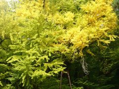 奈義町菩提寺の大イチョウ