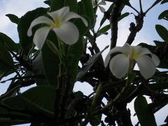 又兵衛とぷよぞうハネムーンへ行く　の巻（ハワイ島グルメ編）