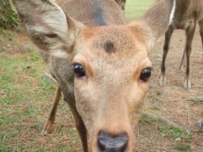 紅葉が始まる前のなら公園へ。<br /><br />平日でも人がいっぱい！<br />この期間は正倉院展をやっていたのでした。<br /><br />鹿ちゃん、可愛いよ〜〜♪