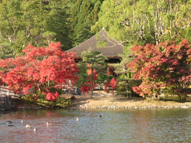 １１月１９日、午後２時半過ぎに需要家訪問の序でに今年、六月に訪問した、願成寺・白水阿弥陀堂境域の周囲にある浄土庭園を訪問した。　浄土庭園の池の周りにある紅葉が素晴らしく、池の周辺を一周して紅葉鑑賞を楽しんだ。水面に映る風景はなんともいえない風景を醸し出していた。<br /><br />白水阿弥陀堂について・・紹介文による<br /><br />白水阿弥陀堂は、平安時代末期の永暦元年（1160年）に岩城則道夫人・徳姫（藤原清衡の娘）によって建立された。徳姫は、夫・則道の菩提を弔うために寺を建てて「願成寺」と名付け、その一角に阿弥陀堂を建立したのである。<br />国宝に指定されている。国宝指定名称は単に「阿弥陀堂」。<br /><br />また、阿弥陀堂は東・西・南の三方を池に囲まれており、正面に当たる南から中ノ島を経由して御堂にいたる参拝道が設けられており、更に北・東・西は山で囲まれており、阿弥陀堂を中心としたこれらの空間は、正に平安時代末期に盛んだった浄土式庭園の様を成している。<br /><br />＊写真は浄土庭園の池の周りの紅葉<br /><br /><br />