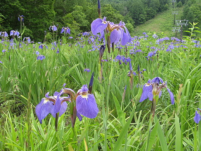 山形 米沢 温泉の旅 裏磐梯 グランデコリゾート の花畑 裏磐梯 猫魔 福島県 の旅行記 ブログ By F Sさん フォートラベル