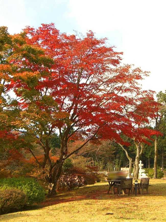 箱根の紅葉の季節です。<br />この頃は、仙石原や大涌谷・芦ノ湖などは大混雑。<br />とてもキレイな景色です。<br /><br />ふと、思ったのです。<br />毎年ツツジでにぎわう山のホテル。<br />紅葉の頃の庭園はどんな感じでしょうか？<br />ちょっと見たくなりました。<br /><br />渋滞を避けるため、<br />自宅を出たのはＡＭ５：３０<br />遊びに行くのなら、早起きしちゃいます！