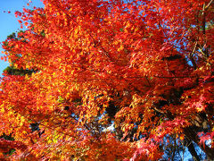 １１月２０日京都嵐山に紅葉・日帰り