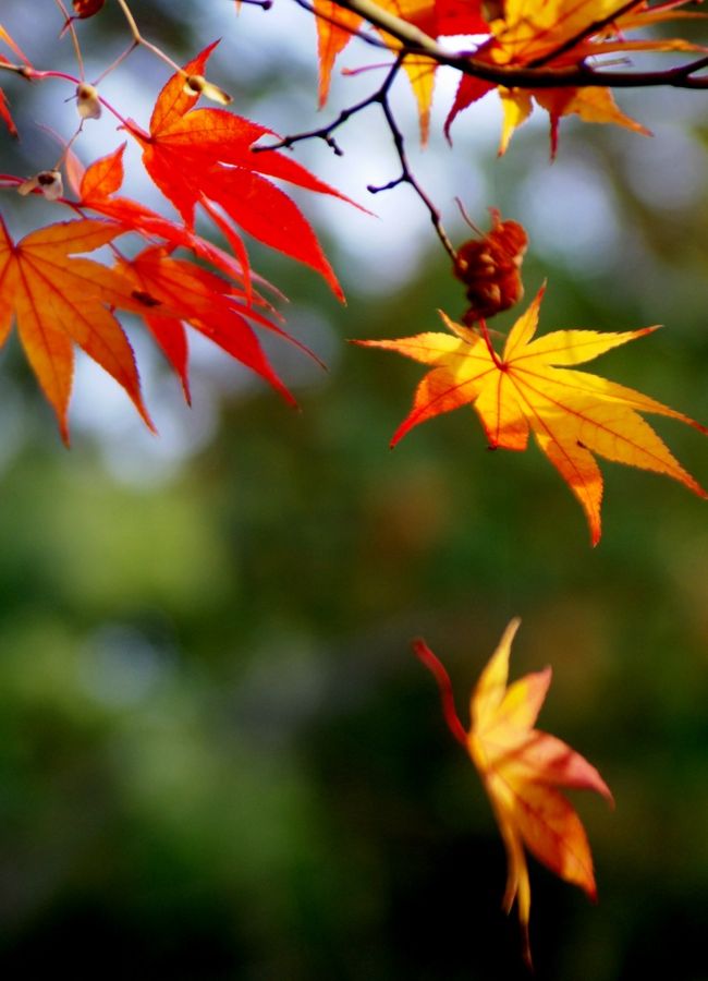 <br /><br /><br />秋の一日、のんびりと宝福寺（ほうふくじ）を散策しました。<br /><br /><br />宝福寺には、水墨画で有名な雪舟（せっしゅう）が涙でネズミの絵を描いた逸話が伝えられている。<br /><br />幼少の頃の雪舟は、修行もそこそこに好きな絵ばかり描いていた。<br />それに怒った禅師は、雪舟を大柱に縛り付けた。<br />しばらくして、様子を見に来た禅師は、逃げようとする一匹のネズミを見つけ、捕まえようとしたが動かない。<br />よく見ると、そのネズミは雪舟が自分の足の親指を使い、涙で描いたものだった。<br />それ以来、禅師は雪舟が絵を描くことを咎めることはなかった。<br /><br /><br /><br />☆雪　舟：（１４２０〜１５０６年）従来の余技としての水墨山水画を芸術の域にまで高める。<br />▽住　所：岡山県総社市井尻野<br />▽交　通：ＪＲ伯備線（吉備線）総社駅下車徒歩約１５分 <br />▽拝観料：境内の庭園は無料です。 