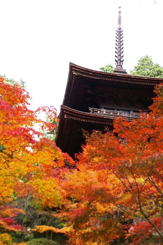 湖東三山（百済寺・金剛輪寺・西明寺）へ行ってきました。<br />＊紅葉の状況は見頃を迎えていましたが，１週間後程が最盛期と思われます。特に百済寺は庭園の紅葉は見頃になっていましたが，参道〜本堂は日陰になるので紅葉はあまり進んでいませんでした。<br />＊三山共平日にもかかわらず，たくさんの人出でした。<br />