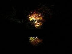 今年も行ってきました！ 立田公園　紅葉ライトアップ