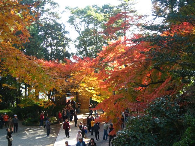 ここはつつじで有名なお寺ですが、紅葉の季節もなかなかなものです。<br />駐車場は３００円ですが、お寺の奥にある庭園に入るためには５００円が必要となります。<br />庭園にはツツジがびっしり植えられているので春は必見。<br />日本庭園も造られていて見ごたえ十分のお寺です。<br /><br />駐車場は広いので沢山の観光客でも車で来れるのが良い。<br />ただ階段が・・・・・“o(＞＜)o”くう〜!疲れたし（笑）<br />
