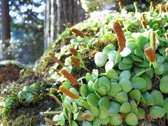 2007冬　京都・【高雄】～大阪　1/4