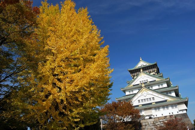 ３連休の中日、いいお天気だったので大阪城に行ってきました<br />今回の大阪城は紅葉と言うより銀杏の黄色が印象的でした