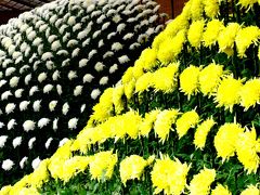 新宿御苑の菊花壇-１　大作りと懸崖作り　☆豪華絢爛の極み！