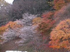 秋に咲く「四季桜」と恵那峡、城下町・岩村