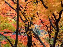 紅葉を探しに板取渓谷～川浦渓谷へ