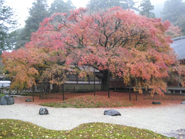 ”ＮＨＫ　ＢＳ日本の仏像百選”で紹介された、前原市の【雷山千如寺大悲王院】に紅葉と国宝の木造十一面千手千眼観音像を見に行きました。