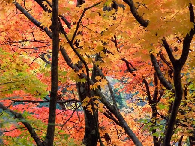 今回もガイドブックを参考に川浦渓谷へ行ってきました。<br />紅葉は満開ではありませんが所々色鮮やかに紅葉した山々を見ることができました。<br />