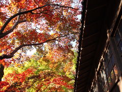 本土寺紅葉2008