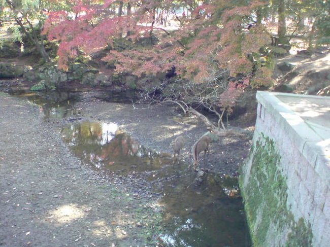 母の親戚のところに遊びに行きました。みんなで元気に遊びに行けることもそうないだろうし。ゆっくり紅葉を見に行きました。<br />息子にとっては。はじめての奈良。いい思い出になったかな。