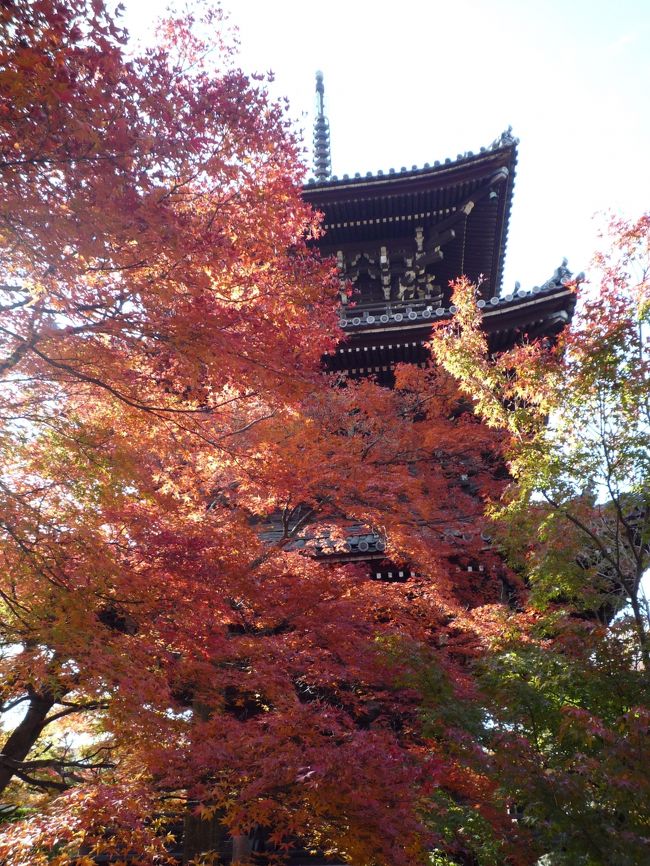 　ＪＲ東海ツアーズの「プラットこだま＋宿泊」1泊2日で京都の紅葉を見てきました。<br />　1日目６：３２発のこだまでいざ京都へ７：５８着。<br />まず地下鉄を利用して「平安神宮」へ。徒歩にて、永観堂（見ごろは来週かな？）→真如堂へ行く。真如堂三重塔に映える真っ赤な紅葉が美しい。「真如堂｣へは、黒谷さん側の方から入るほうが楽。「真如堂バス停」側からは、坂道が結構きつい！次にバスを利用して「金福寺」へ。徒歩にて「詩仙堂」→「円光寺」へ行く。タクシーを利用して「曼珠院」へ。この４つは、紅葉真っ盛りどこも感動的に美しい！<br />その後、叡山電鉄を利用して「鞍馬寺」へ。徒歩にて「貴船神社」へ。徒歩の場合は、「鞍馬寺」の方から「貴船神社」へ行く方が、道の上り下りが楽かな？とにかく険しい道を1時間半ぐらい歩きます。昔の人の修行が想像されます。日も沈みライトアップされた「貴船神社」「叡山鉄道」のもみじトンネル超美しい！！叡山鉄道を利用して「実相院」へ。ここのライトアップも最高！<br />　2日目タクシーにて「三千院」へ。「人・人・人」！！徒歩にて「勝林寺」へ。タクシーでホテルまで戻って、その後タクシーにて「世界遺産　上賀茂神社」へ。バスにて「世界遺産　下鴨神社」「大徳寺高桐院」へ。「高桐院」の参道の竹と紅葉のコントラストが美しい。その後、市バス・嵐電で嵐山へ。「天龍寺」の紅葉真っ盛り！ライトアップされた「宝厳院」人・人・人！！２００ｍ近い行列で入場待ち。えらい大変だけどライトアップされた庭園は超美しい！<br />　洛北は紅葉真っ盛りでしたが、東山は、もう少しあとかな〜。