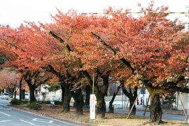 2008秋、紅葉の飯田と天竜峡下り(1/6)：11月7日(1)：飯田駅前、桜の紅葉、柿、ピラカンサ、コスモス、サルビア、大宮神社