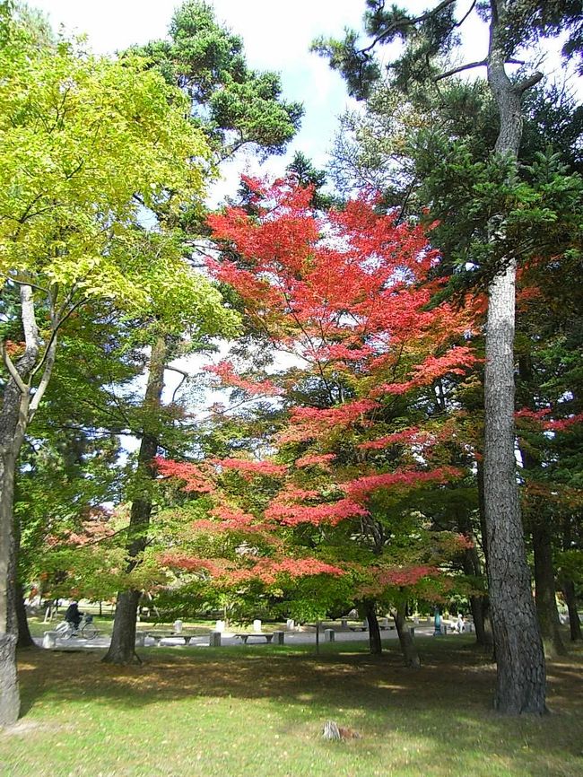 三連休初日、京都の紅葉も見頃となったので市内を廻って紅葉狩りを楽しみました（＾０＾）<br /><br />御苑には見事な木々が沢山あり、もちろん紅葉も楽しめます。<br /><br />京都御苑は紅葉名所とまではいかないので、紅葉を求めて京都にやって来られた方々の姿はあまり見受けられず、この時期でものんびり、ゆったりと紅葉狩りができました。<br /><br />