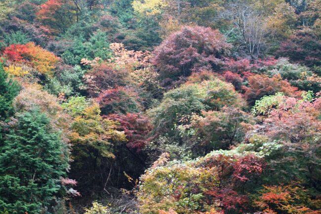 2008秋、紅葉の飯田と天竜峡下り(4/6)：11月8日(2)：天竜峡下り(2)、小舟、アオサギ、渓谷の紅葉と黄葉、アヒル、唐笠港