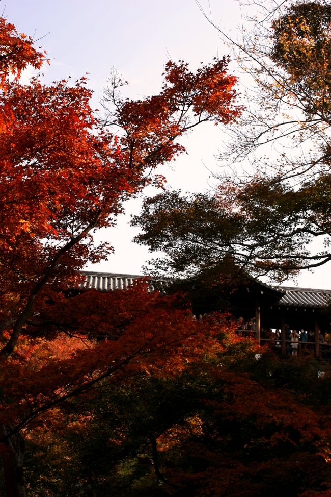 アチョーッ！…と，今回はカンフー・アクション系でご挨拶…ふふふ、これにはね実は深ーい意味があるの、でも、お・し・え・な・い…。<br /><br />と言うことで、やって来ました日本の秋…。<br /><br />京へ京へと草木もなびく、と、怒濤の日本民族の大移動、歴史上にその名を刻むゲルマン民族の大移動とどちらが上か？（何が上で何が下なのか全然分かんねー？）毎年、専門家の間で熱い議論が交わされるこの大移動、老いも若きも猫も杓子も月もスッポンも…んー？もう何が何だか分からんが一路京を目指して怒濤の快進撃…。<br /><br />ああ、これって戦国時代の名残って感じ？遙か古より脈々と受け継がれた日本民族の血が季節の到来と共に沸々と沸き立つのよ、ワォ〜〜〜ン！（…お前はオオカミ男かい？）<br /><br />で、怒濤の荒波ならぬ人波に飲まれ、右に左に、上へ下へと、大海原に浮かぶ木の葉のように彷徨う私…ああ、俺って何処に流されちゃうの？<br />